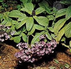 Image result for Geigeria brevifolia