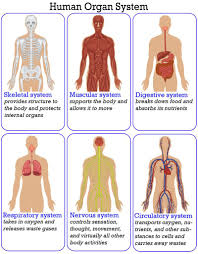 Organ System Overview Worksheet 1000 Ideas About Human Body Systems On Pinterest Body Systems Human Body Anatomy Human Body Systems Human Body Activities