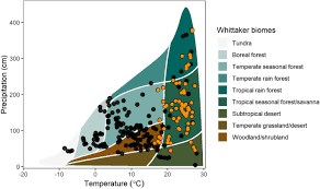 Image result for Jamesbrittenia fodina × huillana