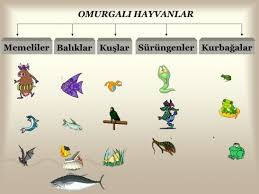omurgali ve omurgasiz hayvanlara ornekler kisa ozet