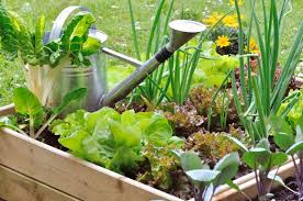 Grand prix au concours national des jardins potagers. 5 Conseils Pour Reussir Son Potager En Carre Au Jardin
