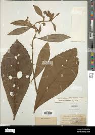 Image result for Monosis