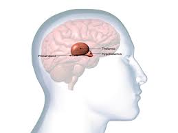Foot Reflexology Pituitary Gland – Learn Self Healing Techniques Online