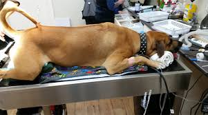 Intestinal tumors are uncommon in dogs. Anal Gland Adenocarcinomas In Dogs Anal Sac Cancer Surgery In Brisbane