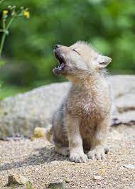 1920x1200 pictures baby wolves wallpapers and baby wolves car pictures. Baby Arctic Wolf Learning To Yawn Cute Baby Animals Baby Animals Cute Animals