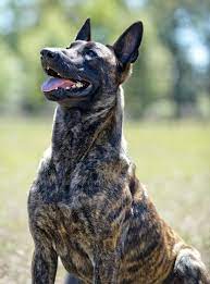 Moss K9 Dutch Shepherd Puppies For Sale Breeder Malinois Puppies Malinois Puppies For Sale Dutch Shepherd Dog