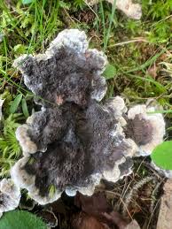 Image result for Phellodon niger