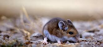 In the early 1990s, there was an outbreak of a mysterious and deadly disease in the four corners area of arizona, colorado, new sin nombre virus turned out to be a member of the hantavirus family. Local Public Health Agencies Confirm Case Of Hantavirus Deschutes County Oregon