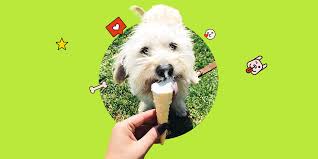 Most dogs love sleeping in bed with their owners. Get A Dog To Like You More How To Get A Dog To Love You