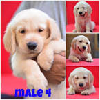 Golden Retriever Puppies for Sale - Adoptapet