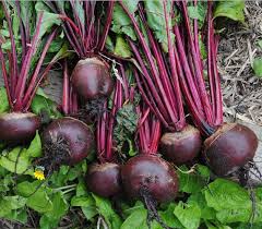 Maybe you would like to learn more about one of these? Foglie Di Rapa Rossa Usi E Proprieta Lacuocaignorante