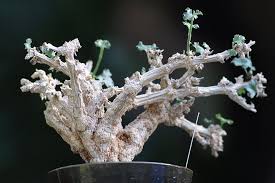 Image result for Corallocarpus welwitschii