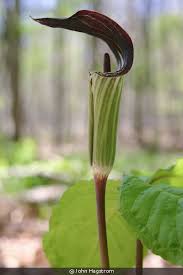 Find arisaema triphyllum in the flora of north america (if available) google: Arisaema Triphyllum Jack In The Pulpit Izel Native Plants