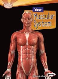 Learn anatomy faster and remember everything you learn. Your Muscular System Searchlight Books How Does Your Body Work Johnson Rebecca L 9781580139618