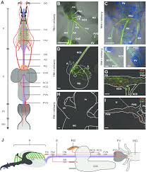 First, pns nerves are classified by how they are connected to the cns. Serotonergic Projection Of The Enteric Nervous System A Schematic Download Scientific Diagram