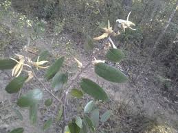 Image result for Xylopia collina