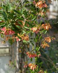 Image result for Heteropterys glabra