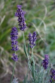 According to russia's red data book that documents rare and rhododendron schlippenbachii, or royal azalea, mostly grows on the korean peninsula, in japan, and russia's far east. Lavender Can Be Grown In W Pa Triblive Com
