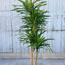 Image result for Dracaena laxissima