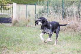 Image result for malý modrý gaskoňský honič