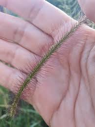 Image result for Perotis patens