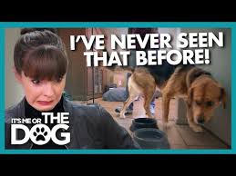 How to stop food aggression in dogs. How To Stop Food Aggression In Dogs Pawleaks