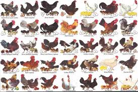 The physical traits used to distinguish chicken breeds are size, plumage color, comb type, skin color, number of toes, amount of feathering, egg color, and place of origin. 50 Best Chicken Breeds To Farm With In Sa Farming South Africa