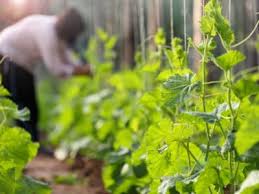 Just make sure that your garden has the right levels of nitrogen and phosphorus, isn't being overwatered or underwatered, and ensure that you're using quality water and planting your garden at the right time in the. Tips For Growing A Vertical Vegetable Garden