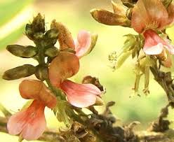 Image result for Indigofera kirkii