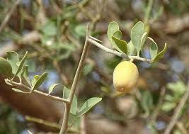 Image result for Balanites aegyptiaca