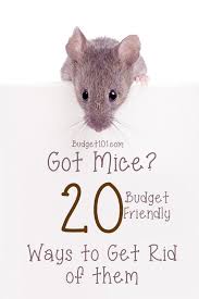 20 ways to get rid of mice homemade