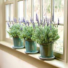 Lavender Goodwin Creek Grey Lavender Plant Indoor Lavender Plant White Flower Farm