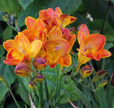 Freesia Single Bicolor Buy Online At Annie S Annuals