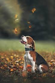 1998189 800n Jpg 533 800 Cute Dogs Cute Beagles Cute Animals