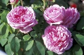 Picture Of Mme Boll Portlandrose Rosen Rosenpflanzen Rose Foto