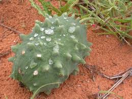 Image result for Acanthosicyos naudinianus