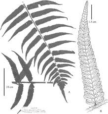 Image result for Ctenitis cirrhosa