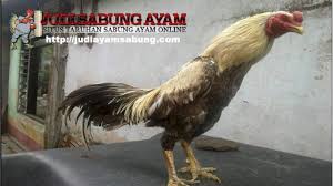 Inilah Arti Tersembunyi Dari Warna Bulu Ayam Bangkok Aduan Ayam Bangkok Warna