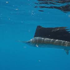 Image result for sailfish