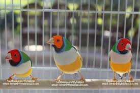 Bird Aviary For Sale Nsw Exquisite Lady Gouldian Trio 139 Fast Shipping Pet Birds Beautiful Birds Bird