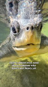 Image result for turtle