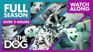 Full Season Watch Along Uk Season 1 It S Me Or The Dog Youtube In 2020 Dog Tv Shows Dogs Dog Training