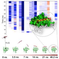 I spent most of my free time during the first few weeks exploring the woods in the company of a classmate. Exploring Protein Peptide Recognition Pathways Using A Supervised Molecular Dynamics Approach Sciencedirect