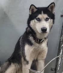 4 months old Siberian Husky for adoption All adoption formalities mandatory  If interested pls dm Location Malad West Mumbai Reason for adoptions as  shifting abroad and may not be able to take