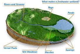 They include permanently or intermittently wet. Types Of Wetlands And Their Uses Wetland Ecosystems Swamp