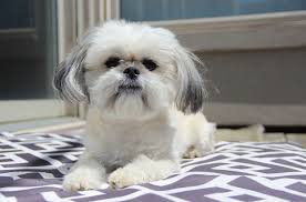 The lifespan of a shih tzu ranges from 10 to 16 years, with the average shih tzu living to the respectable age of 13. Shichi Dog Breed Health Temperament Grooming Feeding And Puppies Petguide