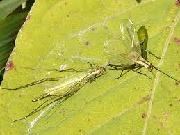 Įmonės crickets tree service veiklos vieta: How Tree Crickets Tune Into Each Other S Songs