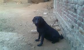I Have Black Lebra Bich 15 Months Old I Dogs Club Of Pakistan Facebook Trouvez des images de stock de lebra dog portrait en hd et des millions d'autres photos, illustrations et images vectorielles de stock libres de droits dans la collection shutterstock. i have black lebra bich 15 months old i