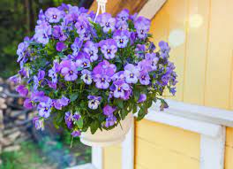 Hanging baskets filled with colorful flowers and plants are very showy and elegant and adorn any garden. 18 Best Hanging Plants For Indoors And Out Bob Vila Bob Vila