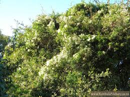 Image result for Clematis brachiata